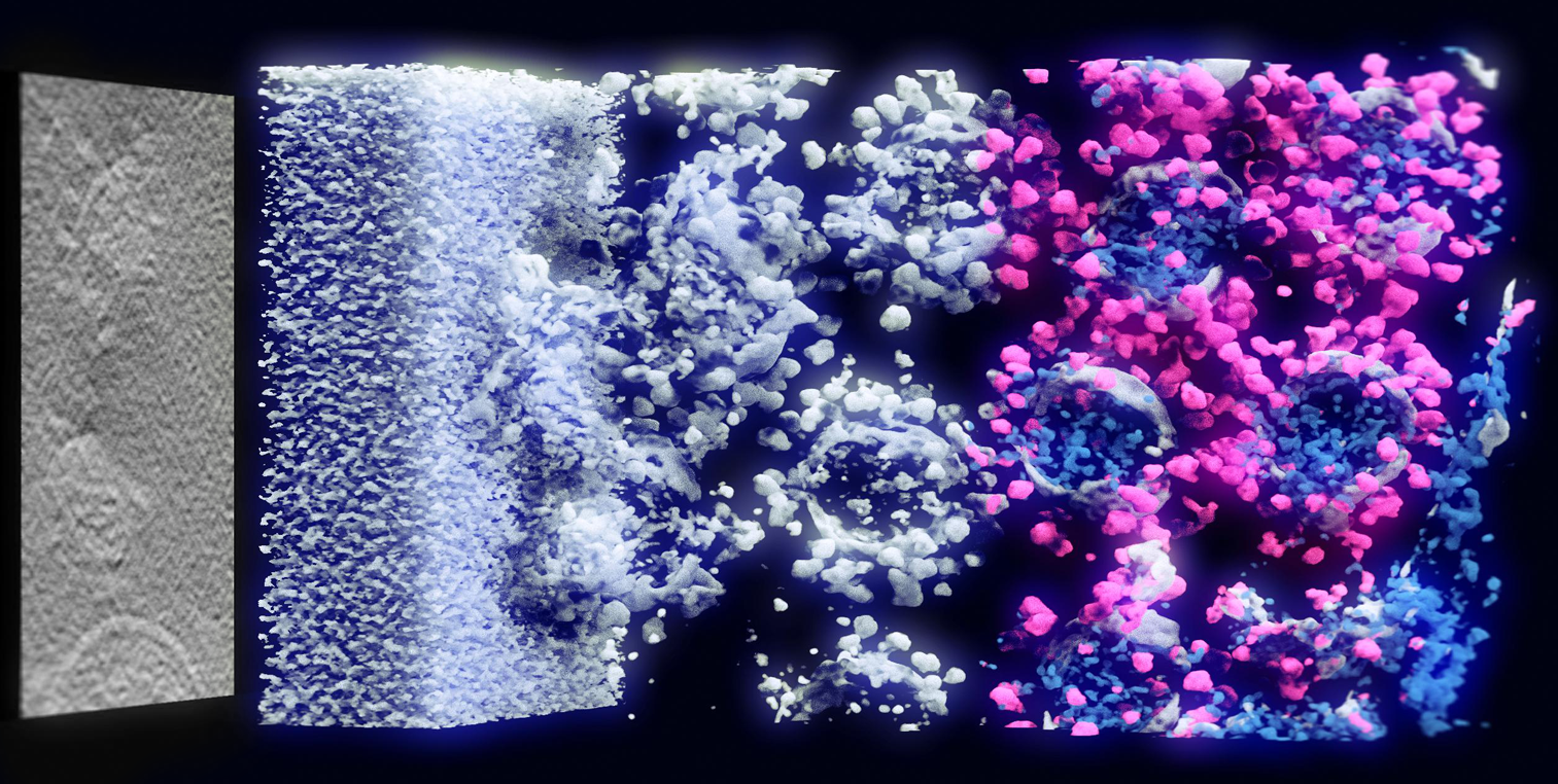 From left to right: slice of the original Cryo-ET data, direct volume rendering of the original data; foreground-background segmentation; color-coded four-class segmented data (background, spikes, membrane, lumen).