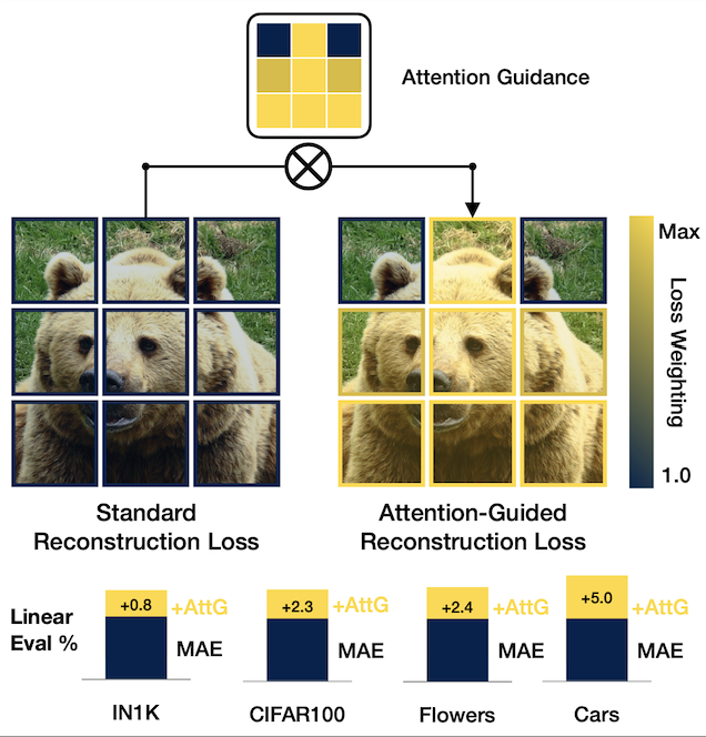 Attention-Guided Masked Autoencoders For Learning Image Representations